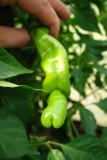 Red Peter Pepper (pennis pepper)