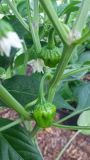 Scotch Bonnet Fodorooma