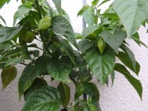 160-Habanero Red