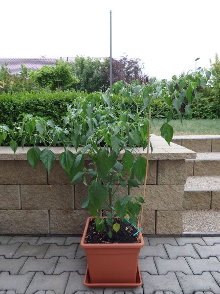 169-Aji Guyana