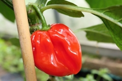 Scotch Bonnet