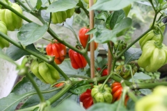 Scotch Bonnet