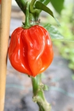 Scotch Bonnet