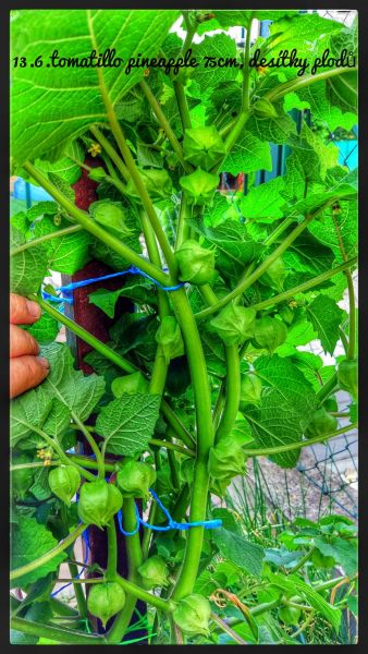 IMG_20180612_190047_HDR-01