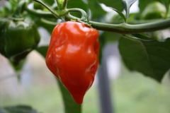 Habanero Red Savina