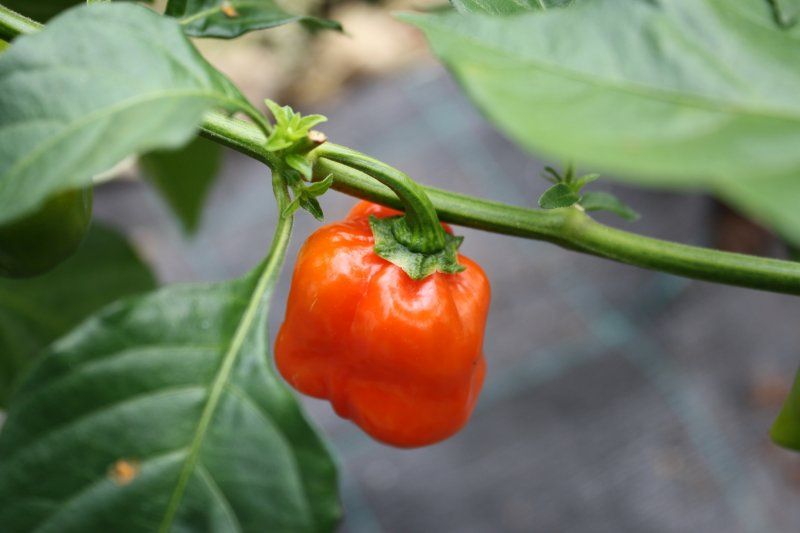 Habanero Red Savina