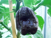 Habanero Chocolate