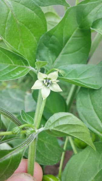 Aji Margariteno květ
