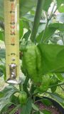 Aji Margariteno plod