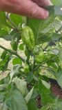 Aji Margetiteno plody