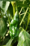 Aji Rojo