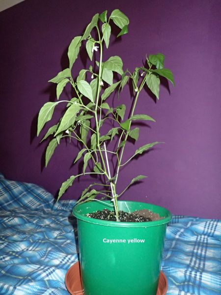 d_cayenne