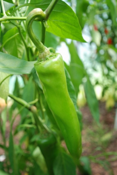 Bhavnagari Long