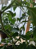 IMG_20180618_211005_HDR