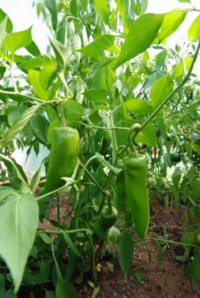 Bhavnagari Long