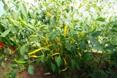 Cayenne Gold