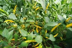 Cayenne Gold