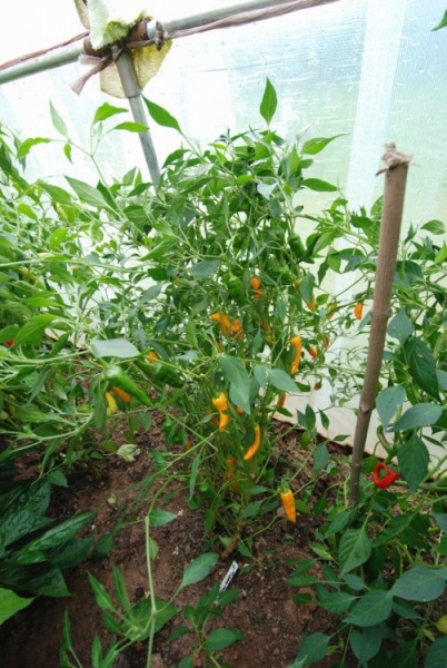 Costeno Amarillo