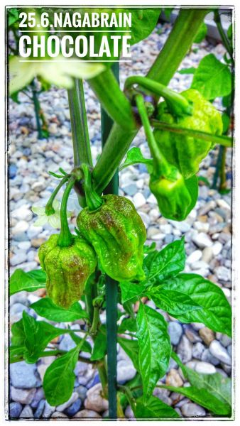 IMG_20180625_201942_HDR-01