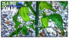 IMG_20180625_202230_HDR-01