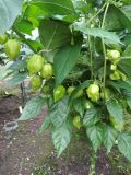 Habanero Red Savina