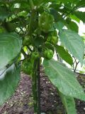 Habanero