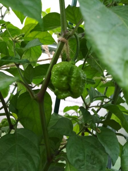 Moruga