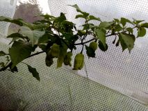 Brown bhutlah