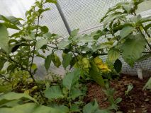 Brown bhutlah