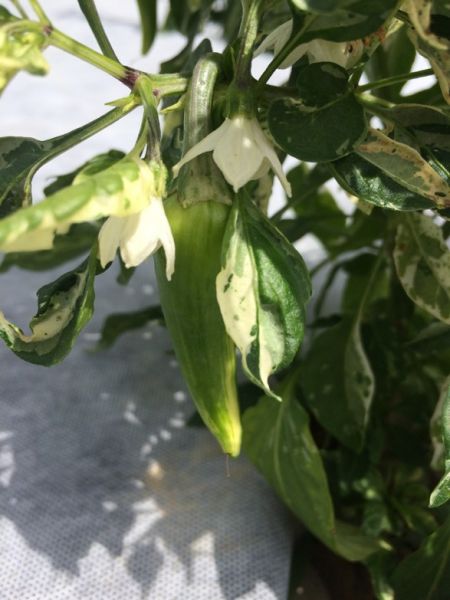 fish_pepper