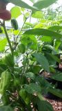 Aji Margariteno.