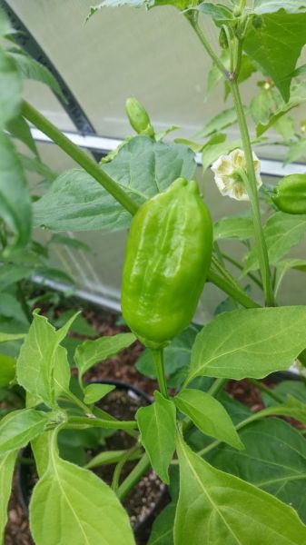 Aji Strawberry.
