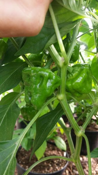Jamaican Yellow
