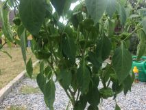 2jamaica_rosso