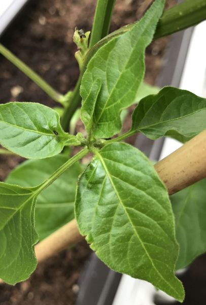 aji_habanero