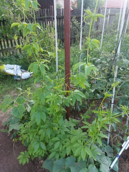 IMG-20180702-WA0004