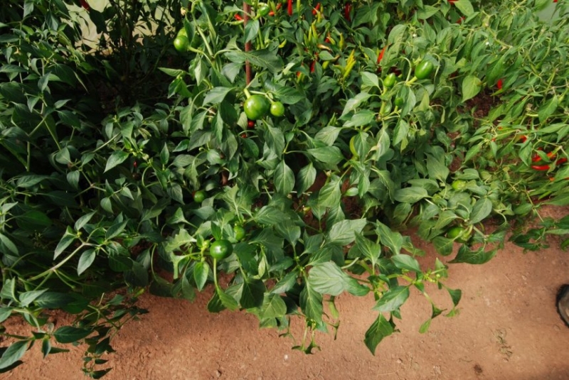 Large Red Cherry