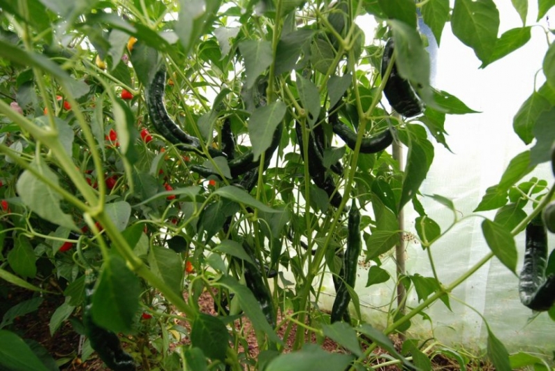 Negro (Chilaca)