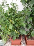 219-Aji Cristal