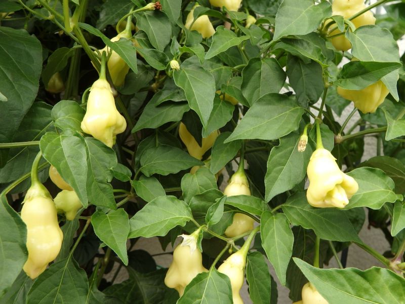 234-Aji White Fantasy