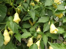 234-Aji White Fantasy