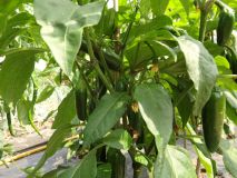 256-Jalapeno Early