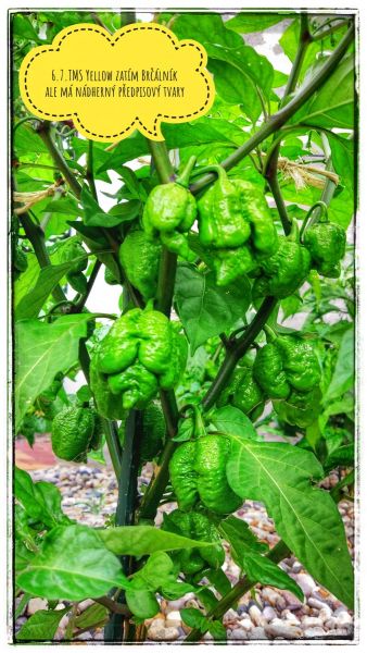 IMG_20180706_202211_HDR-01