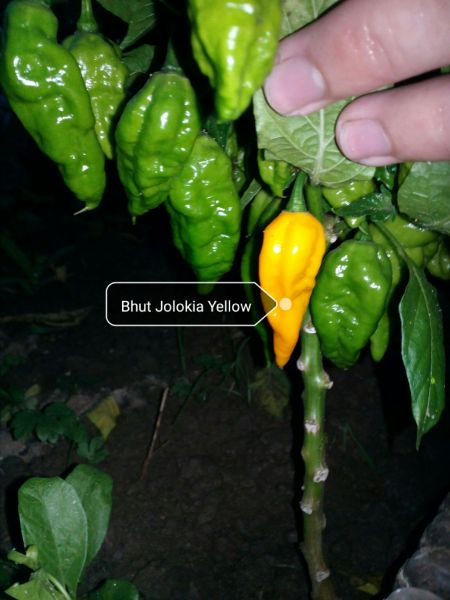 Bhut Jolokia Yellow