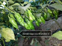 Dorset naga