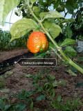 Trinidad Scorpion Moruga