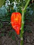 Dorset naga