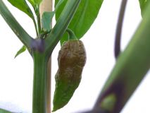 IMG_20180709_165114
