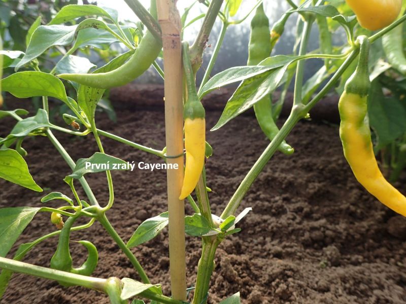 cayenne_plod