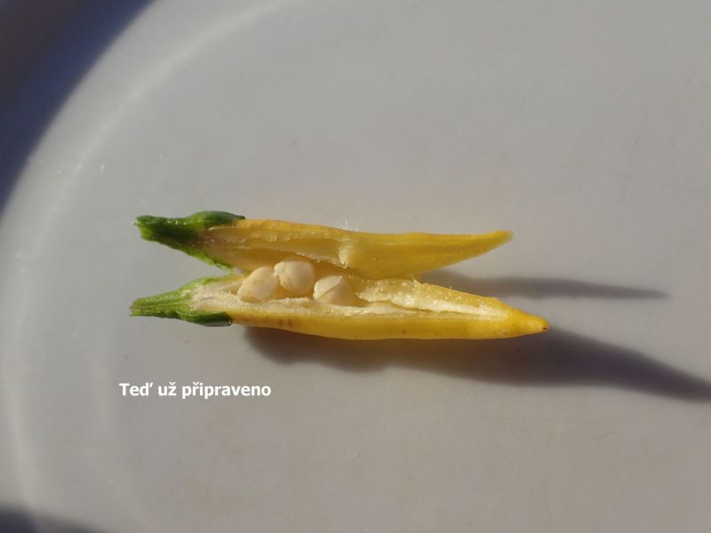 cayenne_plod02